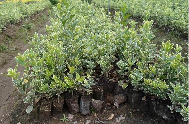 批发金边冬青球 金边黄杨小苗 金边黄杨盆栽苗 绿篱 庭院路边种子