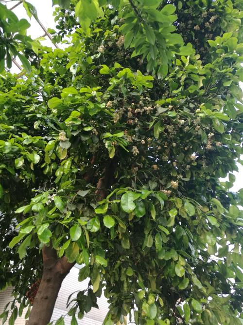 茂密"绿叶的香泡树已结满朵朵白花,周围阵阵花香熏人肺腑.