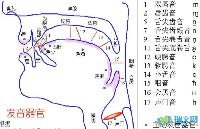 汉语拼音口部发音图