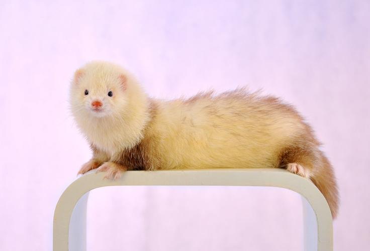 东方色安格鲁貂