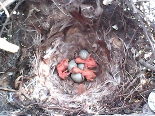 刚孵出的小麻雀是什么样子的?还有喜鹊.麻烦给我传个图片.qq734455411