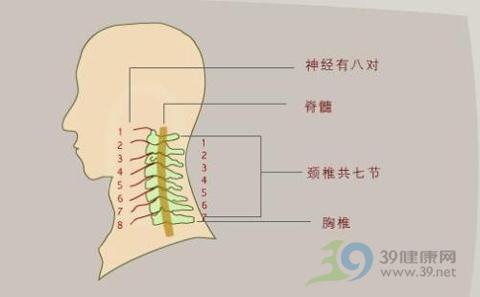 颈椎病的预防从病因开始