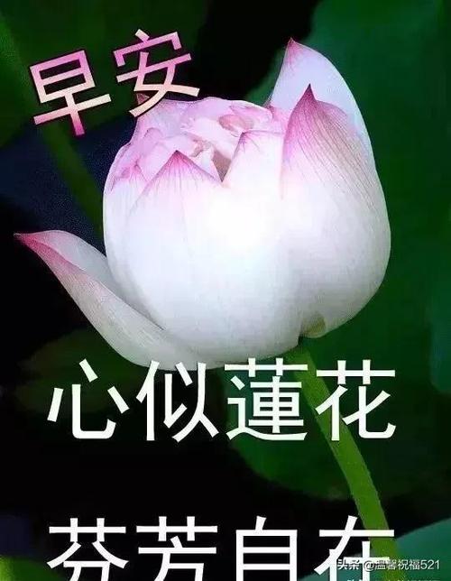 非常好看的清晨早上好带字祝福图片早上好问