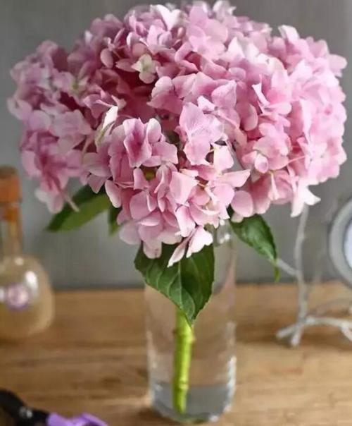 绣球插花瓶怎么养,绣球花如何让保鲜