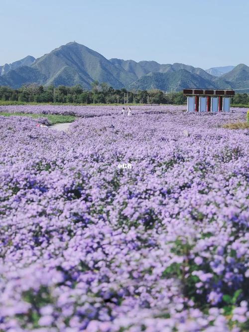 22)_北京赏花_景点_花海_昌平七孔桥花海攻略_赏花_客片_出行_人文