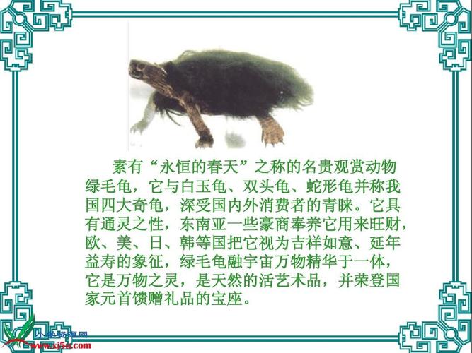 (沪教版)五年级语文上册课件 绿毛龟 1