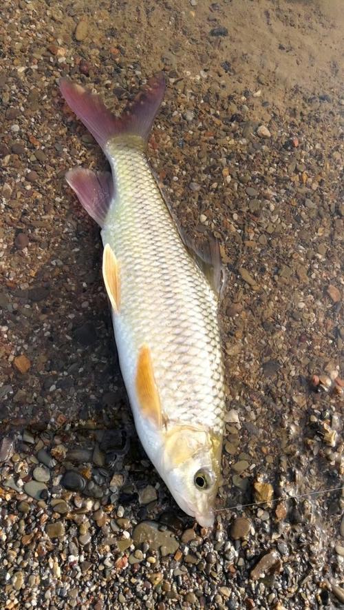 深山寻赤尾,鱼获满满