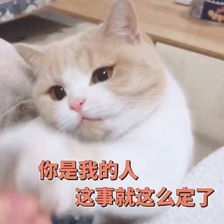 猫咪表情包:你说什么,我没带眼镜
