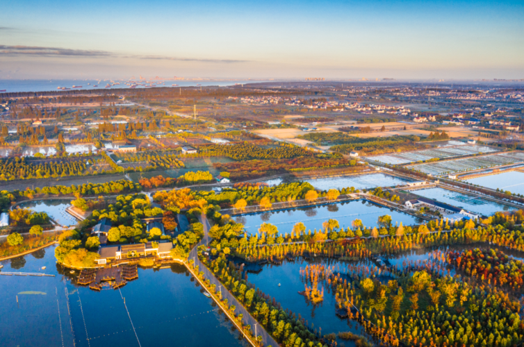 阔别两年半,上海崇明西沙湿地元宵节恢复开放,入园需预约