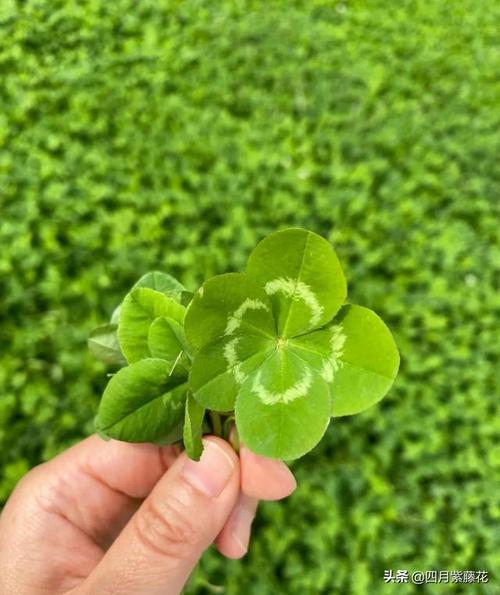 分享一个有关四叶草的传说希望每一个人都找到自己的幸福