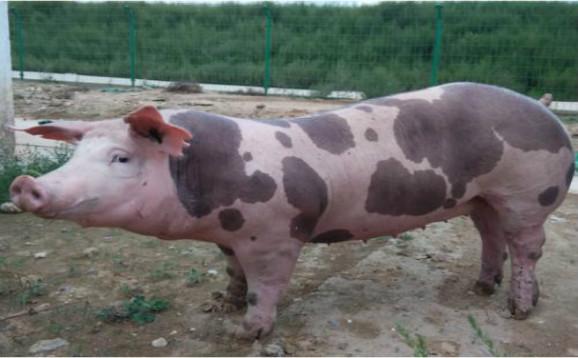 皮特兰猪图片