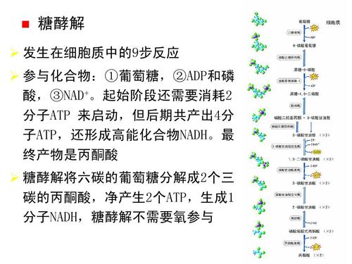 三羧酸循环ppt