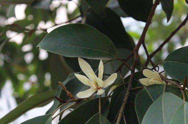 含笑花的品种有哪些?