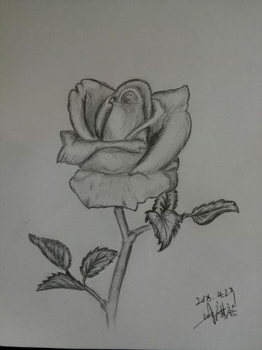 玫瑰简笔画素描大图