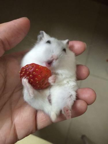 抱着半颗草莓,银狐仓鼠开心的像拥有了全世界