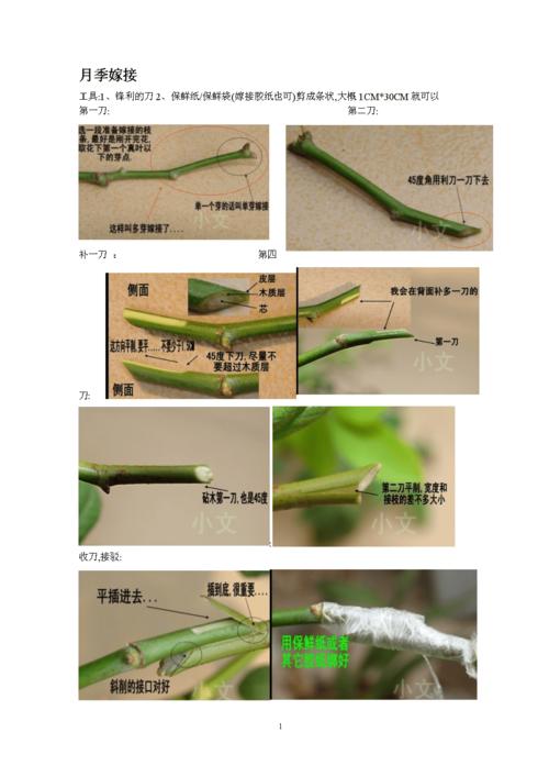 月季嫁接方法.doc