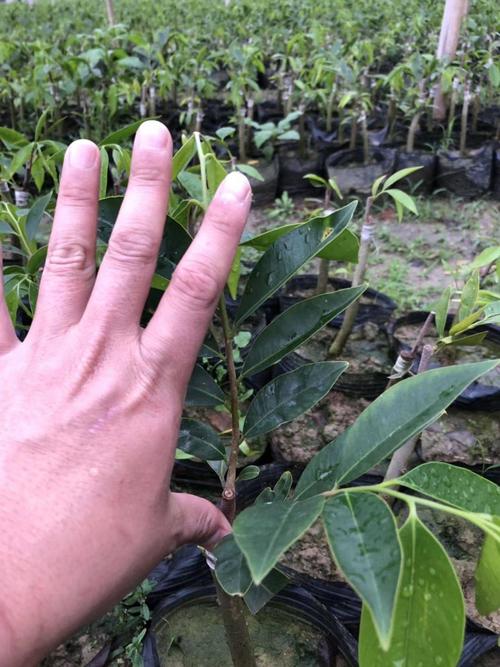 奇楠沉香树 一代绿奇楠《红金猊 糖结 蓝宝石》名贵奇楠沉香品种