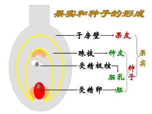 果实和种子的形成 子房壁 果皮 果 珠被 种皮 种 受精极核 子 胚乳