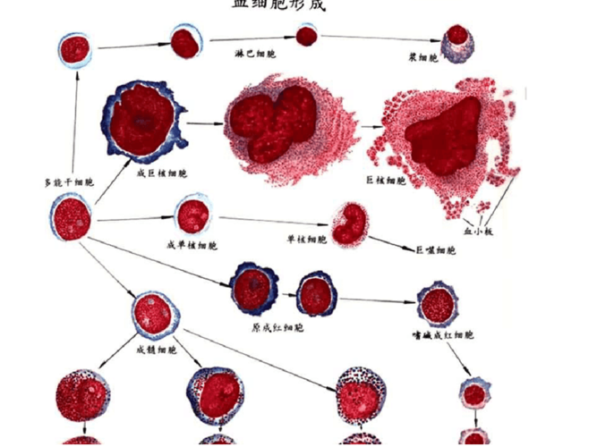 血细胞分类ppt课件