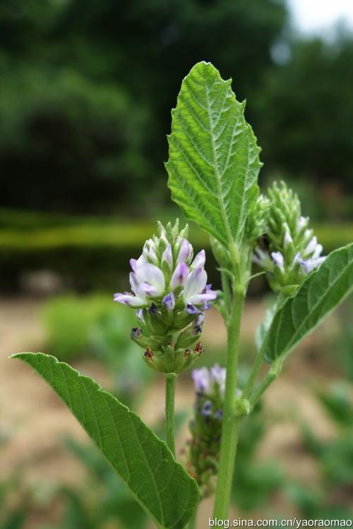 【251@365】植物园漫记·补骨脂