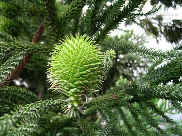 异叶南洋杉的形态特征