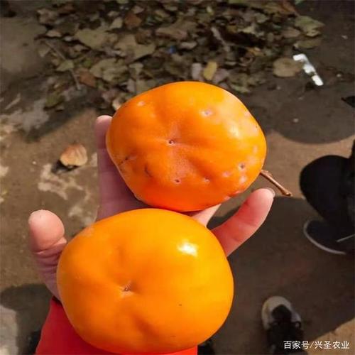脆甜柿子树苗介绍 哪个品种的柿子树好吃 3公分柿子树