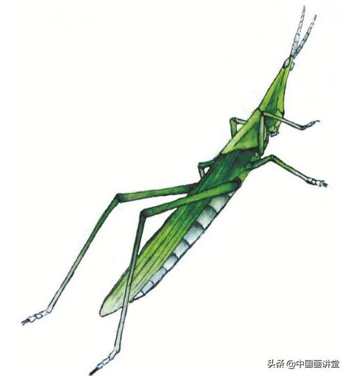 工笔入门工笔蚱蜢的法画及设色技法