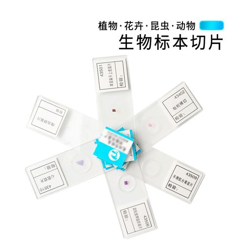 显微镜马铃薯头发学生块茎玻片标本切片