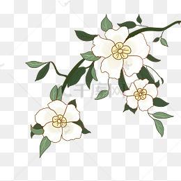 手绘梨树花枝插画