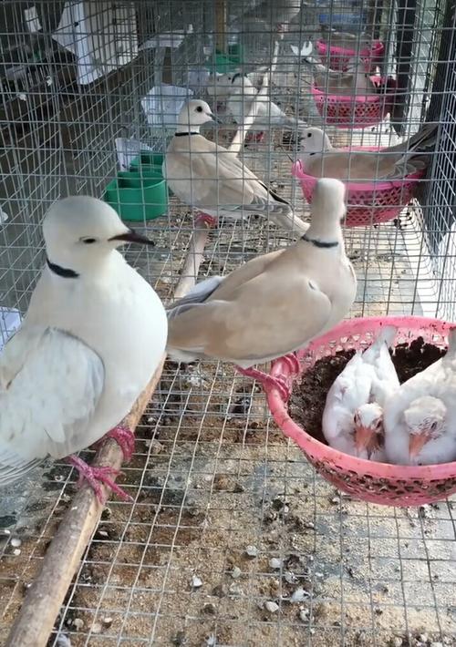 班鸠小时候照片 河北李康——(收货必须拍完整开箱视频)运输死亡包赔