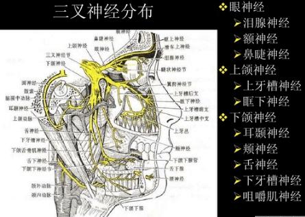 如眼球向下及向外运动减弱,提示滑车神经有损害.