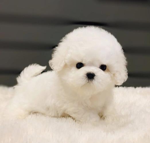 最热门狗狗品种!