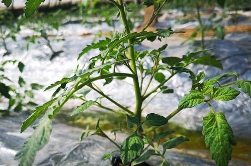 番茄使用磷肥过量的表现特征   番茄磷元素过剩从叶片表现来看