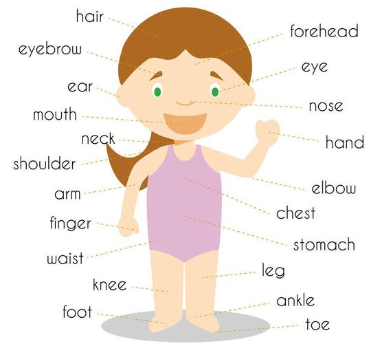 身体部位英语单词大全