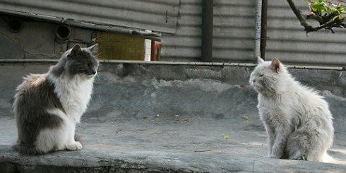 同性相斥异性相吸——猫亦如此