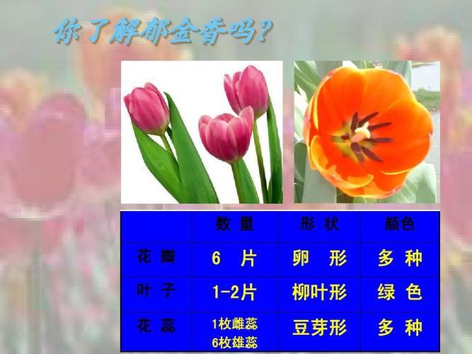 丝网花郁金香ppt
