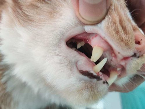 猫病之齿龈炎–口炎–咽炎