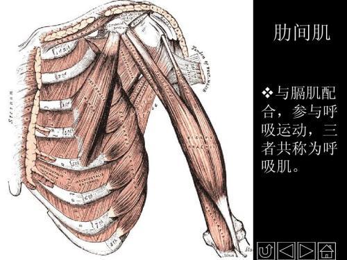 骨骼关节肌肉手抄报 手抄报图片素材