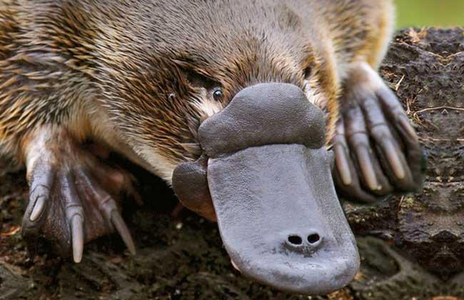 鸭嘴兽吃什么食物