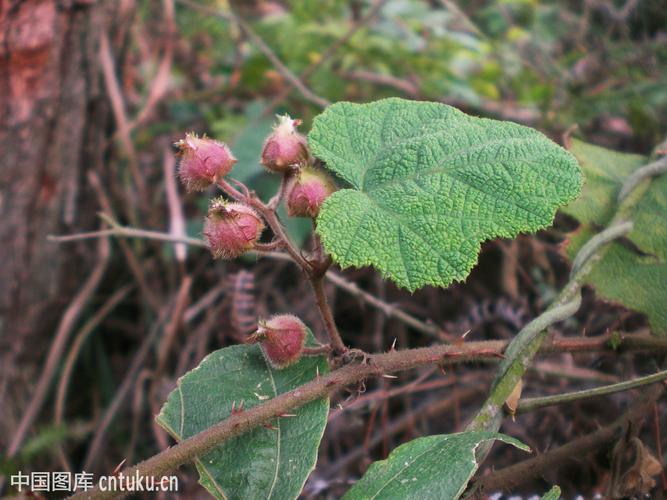 普通 【悬钩子】悬钩子属的经济作用_粗叶悬钩子药用功效有