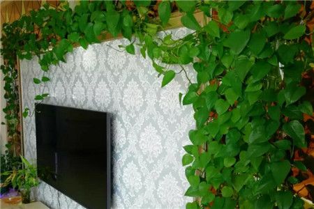 1瓢水1根绳,绿萝养成电视墙,亲朋好友谁见谁夸!