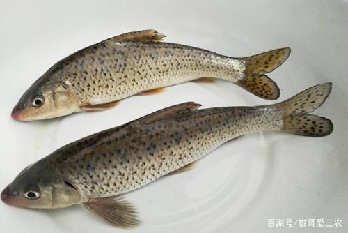 花骨鱼的养殖要注意什么,注意水体的颜色,适当施肥