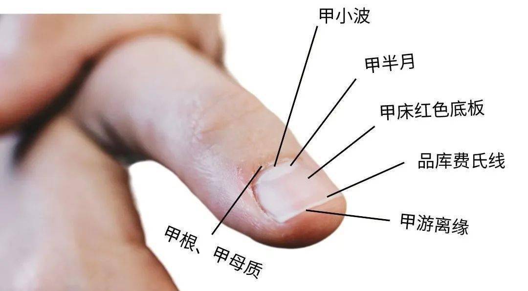 而小指往往没有月牙例如大拇指,其月牙最为明显生长快的手指指甲我们