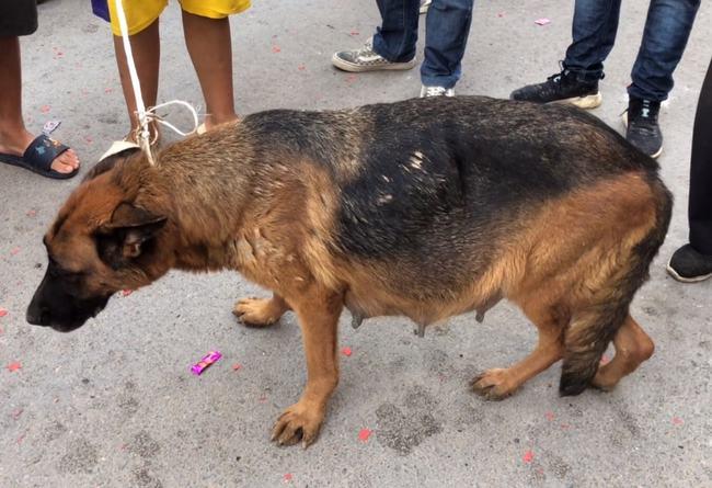 别人牵不走且即将临产的德牧还是被卖,大妈:养不起|狗狗|牧羊犬|怀孕