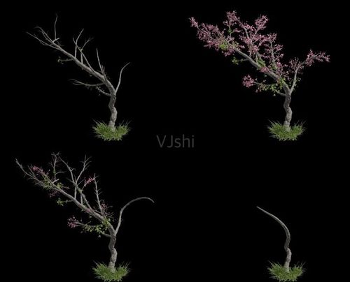 桃花树生长动画带通道