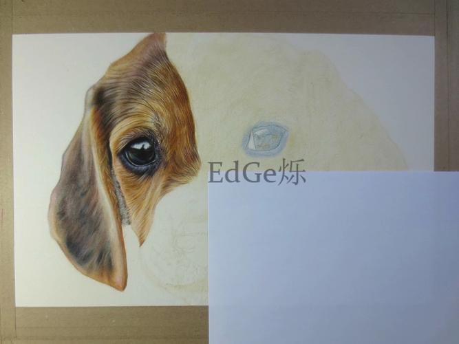 8k彩铅画狗狗