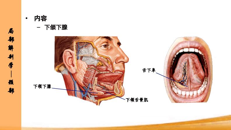 下颌下三角,颏下三角和颈动脉三角的境界和内容.pdf 18页