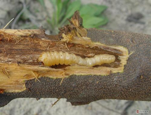 天牛幼虫的简介