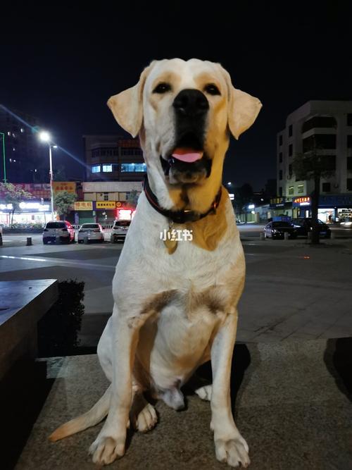 拉布拉多—彼得_拉布拉多_宠物_狗