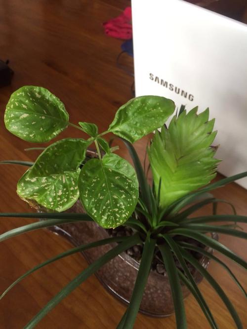 请问图中圆叶的植物叫什么名字,叶子上面有浅黄色的斑点.